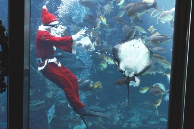 今年もやってきた!サンタダイバー