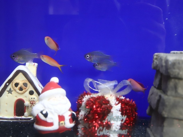 クリスマスに彩って!