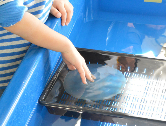 期間限定！ 特別展示生き物タッチ