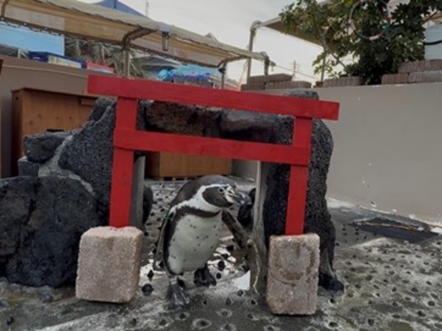 ペンギンの参拝イベント