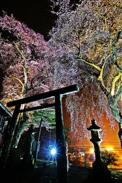 【桜・見ごろ】熊野神社