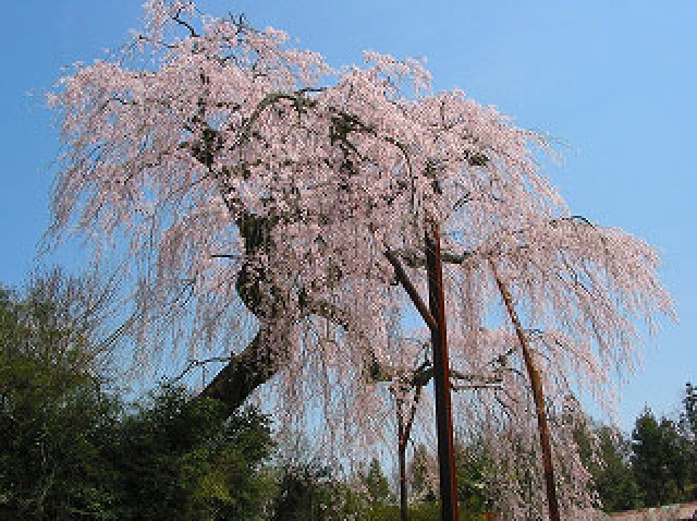 【桜・見ごろ】光円寺のしだれ桜