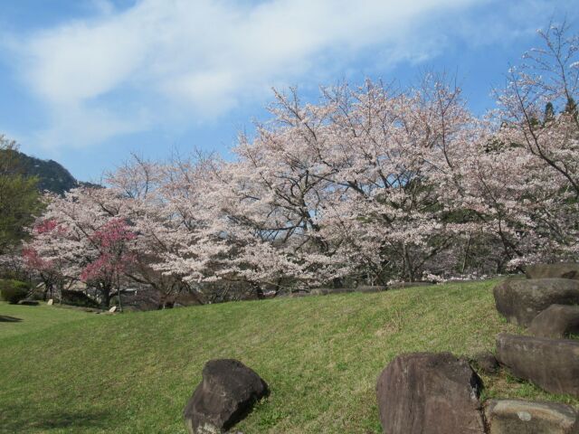 【桜・見ごろ】耶馬渓ダム記念公園「渓石園」