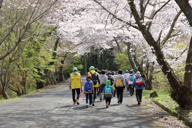 【桜・見ごろ】八面山登山道周辺