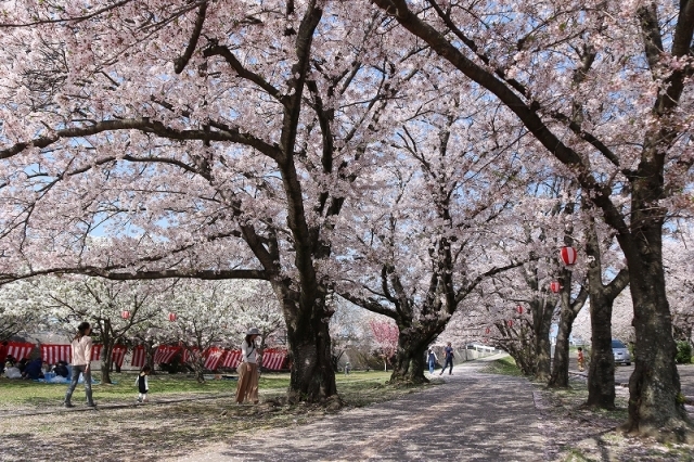【桜・見ごろ】二ノ丸公園