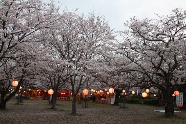 【桜・見ごろ】大貞公園