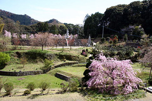 【桜・見ごろ】深泉寺