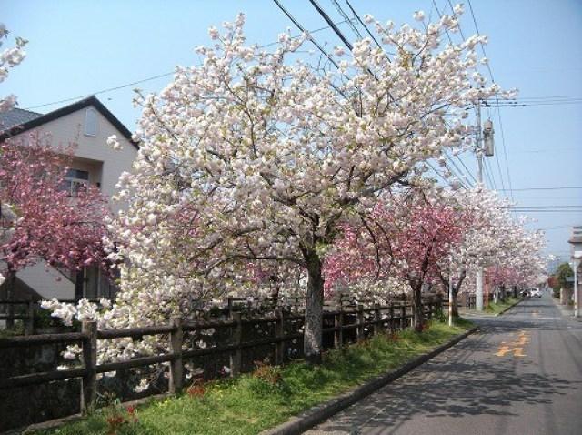 【桜・見ごろ】中野川八重桜