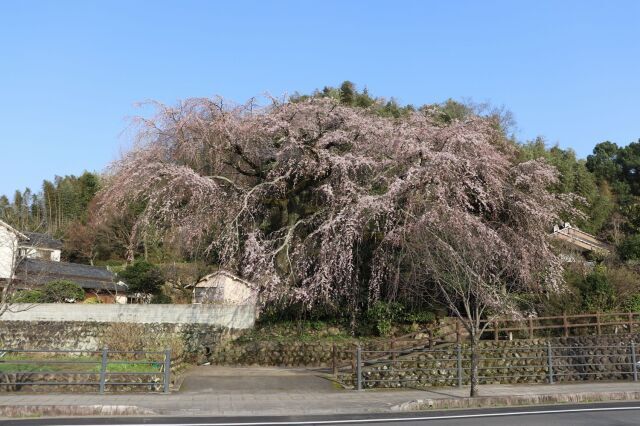 【桜・見ごろ】大原大しだれ桜