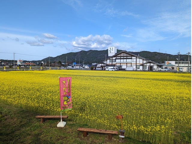 【花・見ごろ】道の駅きくがわ　菜の花