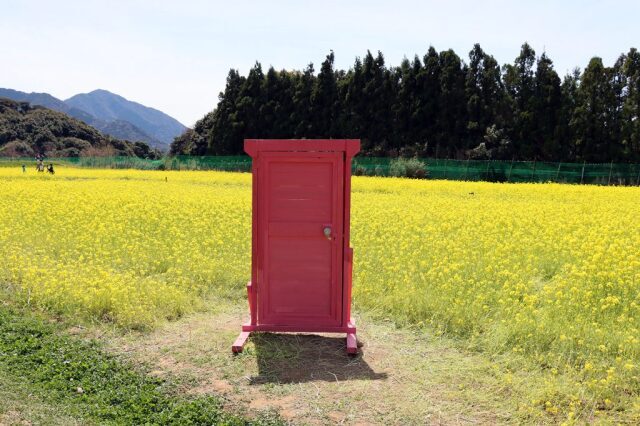 【花・見ごろ】リフレッシュパーク豊浦 菜の花