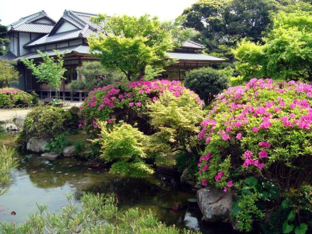 【花・見ごろ】長府庭園　ツツジ
