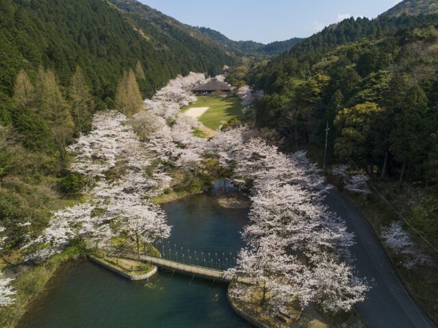 【桜・見ごろ】エコピアの森下関(深坂自然の森)