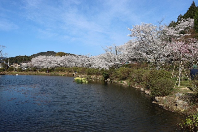 【桜・見ごろ】東行庵
