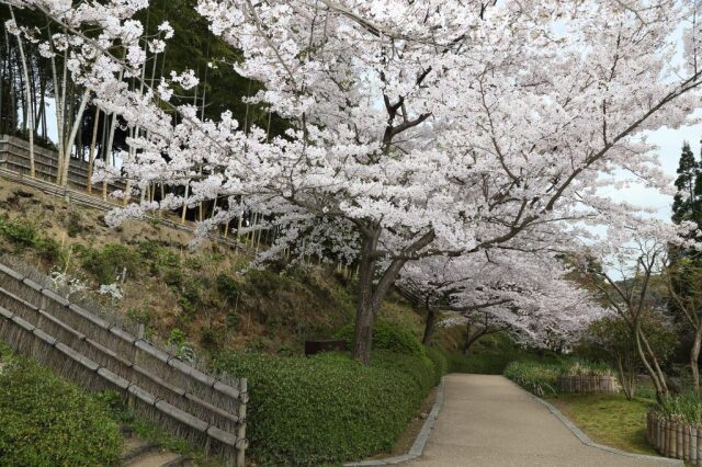 【桜・見ごろ】長府庭園