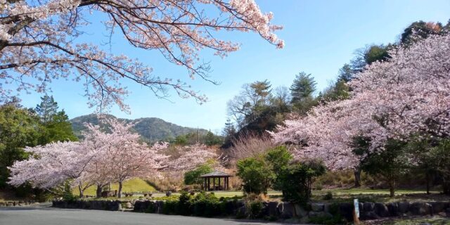 【桜・見ごろ】歌野川ダム周辺