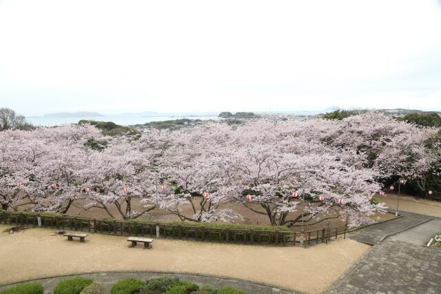 【桜・見ごろ】戦場ケ原公園