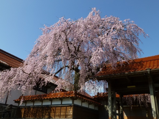 【桜・見ごろ】極楽寺