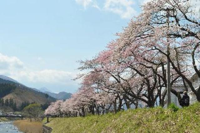 【桜・見ごろ】松倉の桜並木