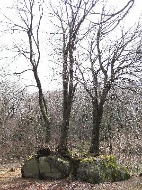【桜・見ごろ】橋野町 石割桜