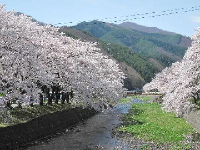 【桜・見ごろ】釜石市桜木町小川川沿い