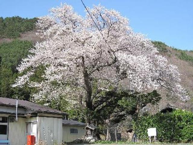 【桜・見ごろ】上栗林の桜