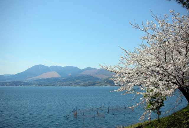 【桜・見ごろ】城下公園