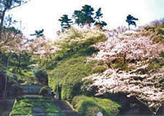 【桜・見ごろ】下田公園