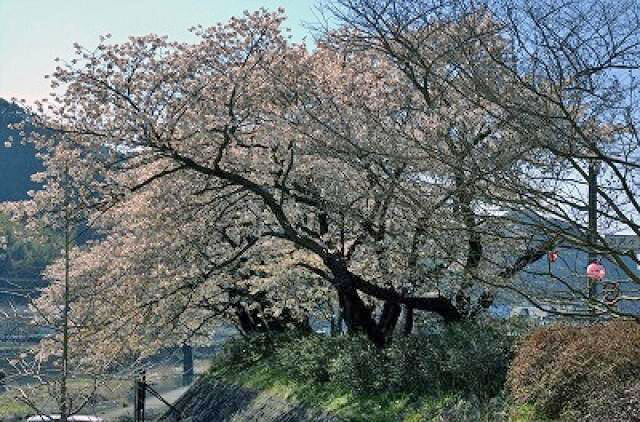 【桜・見ごろ】お吉ヶ淵
