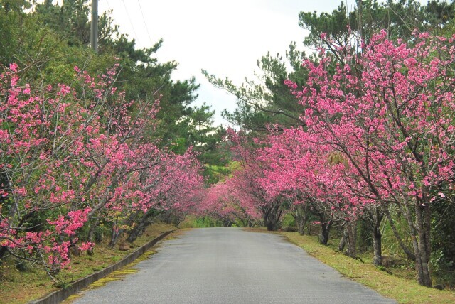【桜・見ごろ】アーラ林道