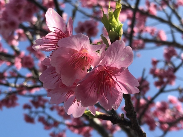 【桜・見ごろ】だるま山園地