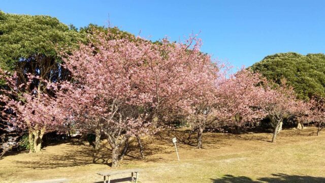 【桜・見ごろ】地球の丸く見える丘 ふれあい広場