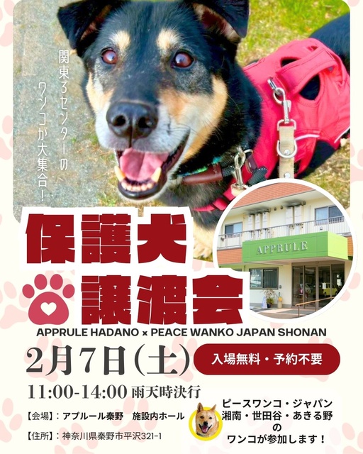 保護犬譲渡会　アプルール秦野