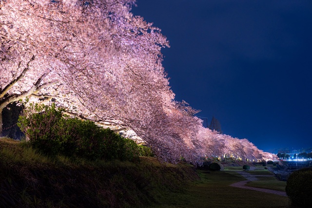 はだの桜まつり2026