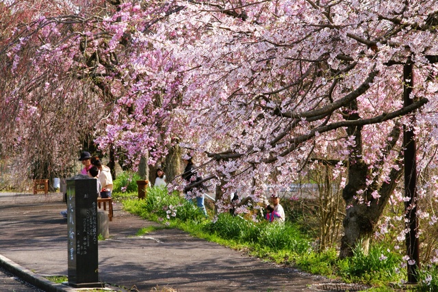 しだれ桜の里まつり