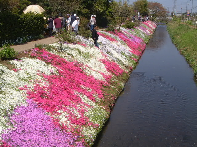 【花・見ごろ】渋田川沿いの芝桜