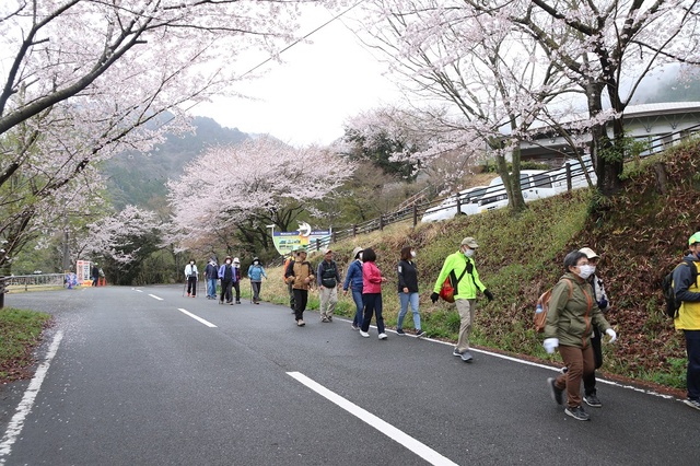 八面山桜ウォーク