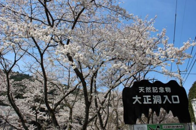 第22回大正洞桜まつり