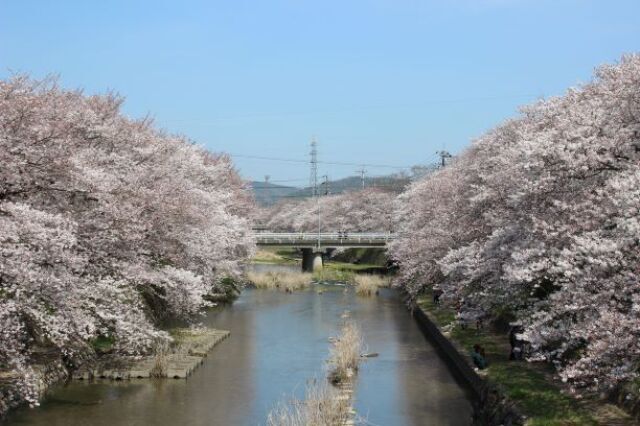 第39回みね桜まつり