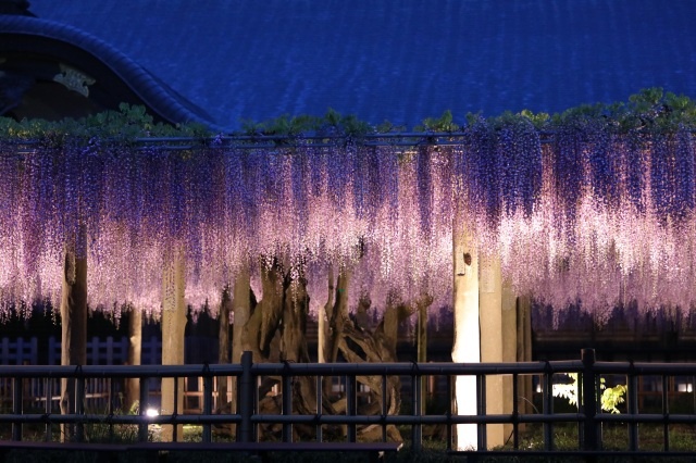 妙福寺の藤まつり