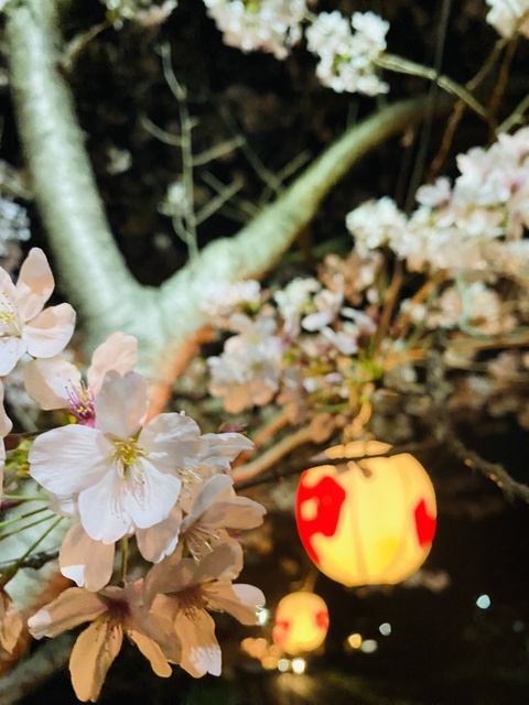 山中渓の桜並木　ライトアップ