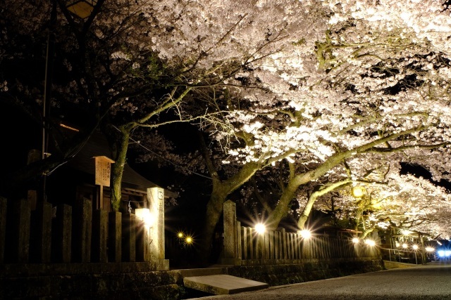 阿蘇神社 桜のライトアップ