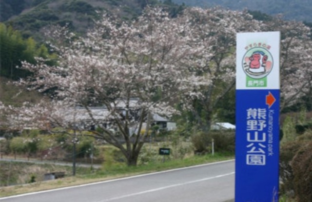 【桜・見ごろ】熊野山公園