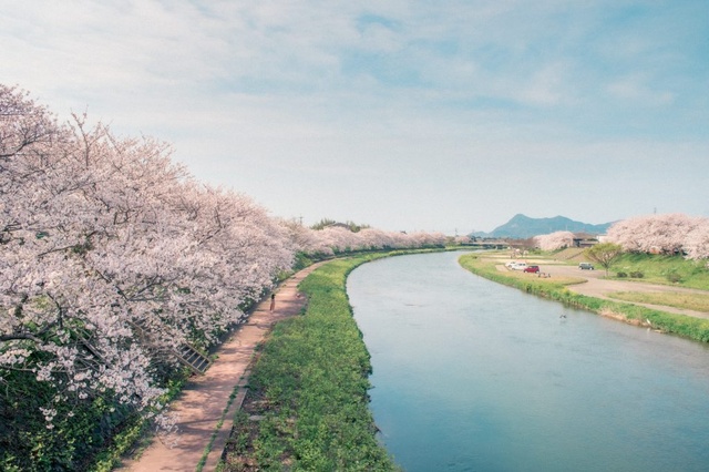 【桜・見ごろ】観月河川公園