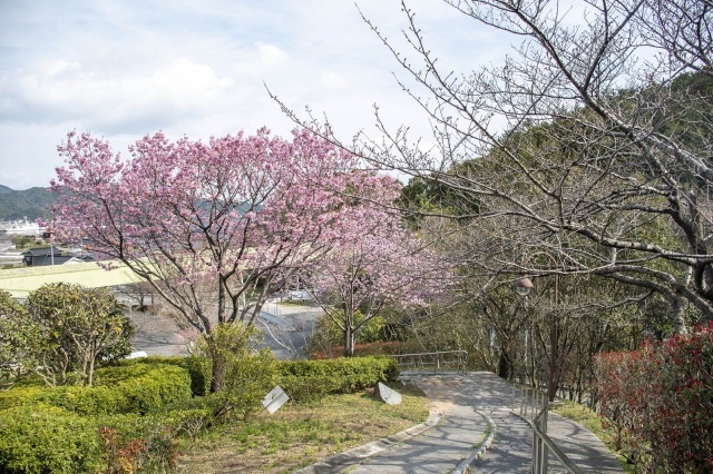 【桜・見ごろ】みすゞ公園