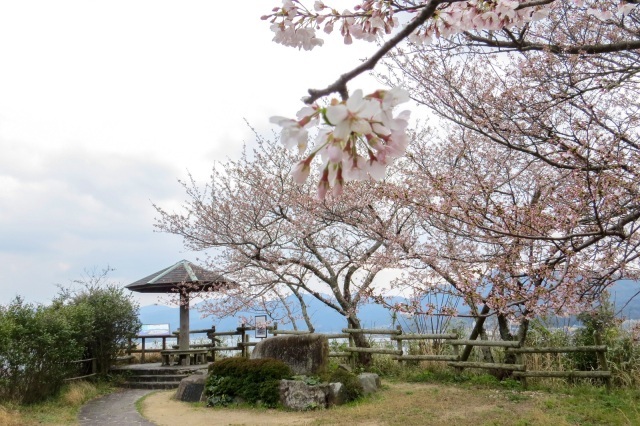 【桜・見ごろ】王子山公園