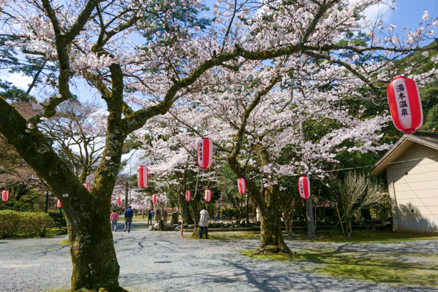 【桜・見ごろ】大寧寺