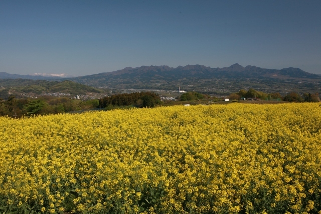 第25回鼻高展望花の丘 菜の花祭り