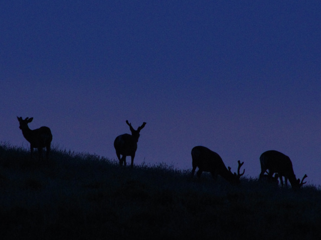 ナイトサファリ夜の野生の鹿に会いに行こう 2026