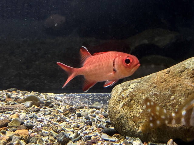 幼魚水族館×下田海中水族館　子どもの日特別展